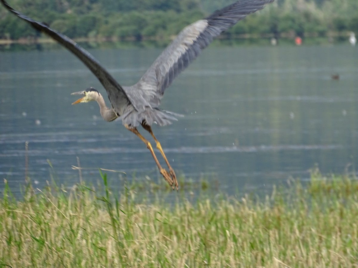 Great Blue Heron - ML638494839