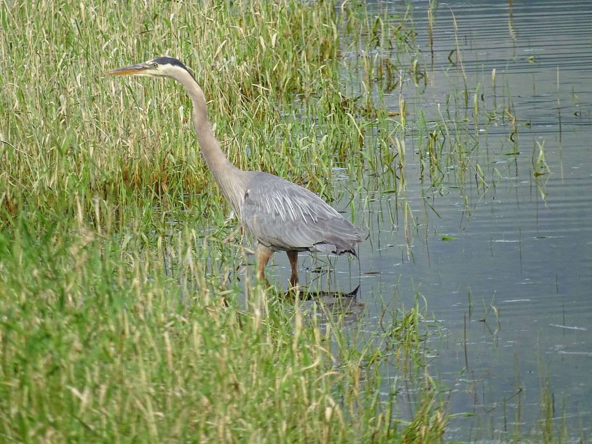 Great Blue Heron - ML638494840