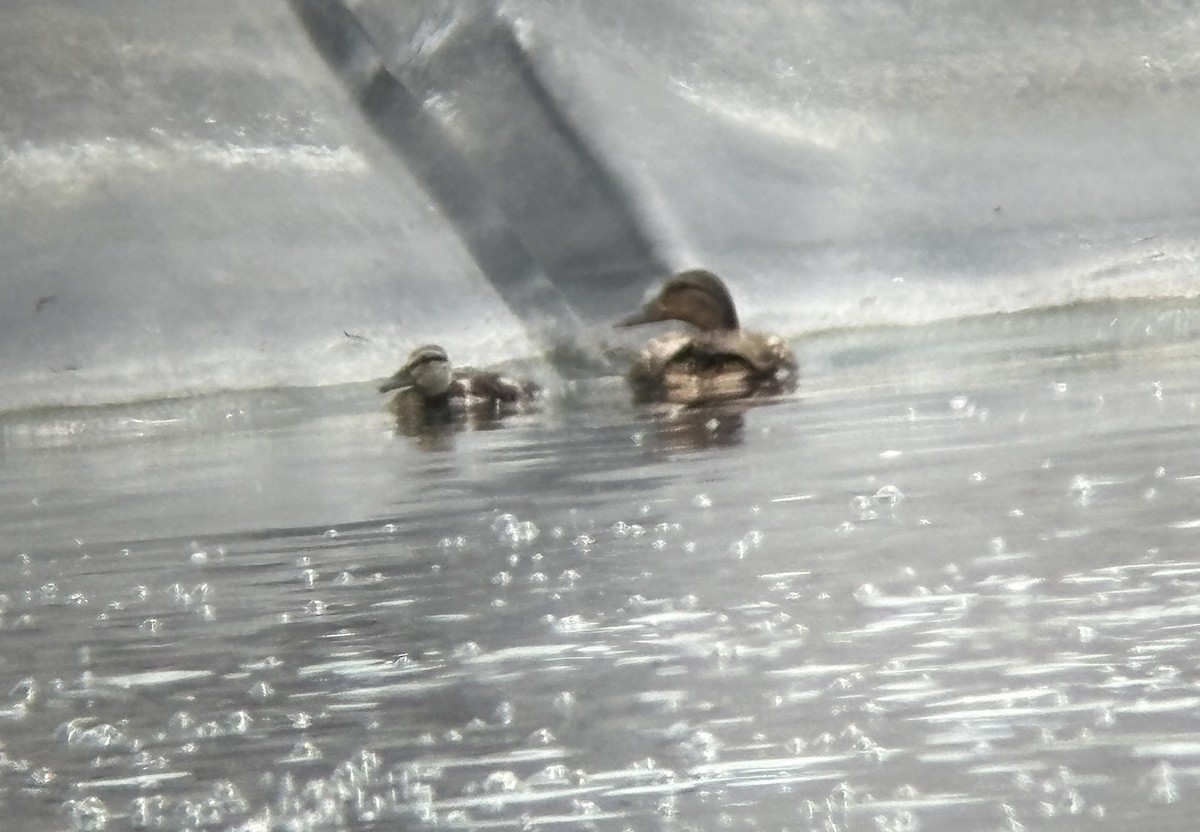 Northern Shoveler - ML638494851