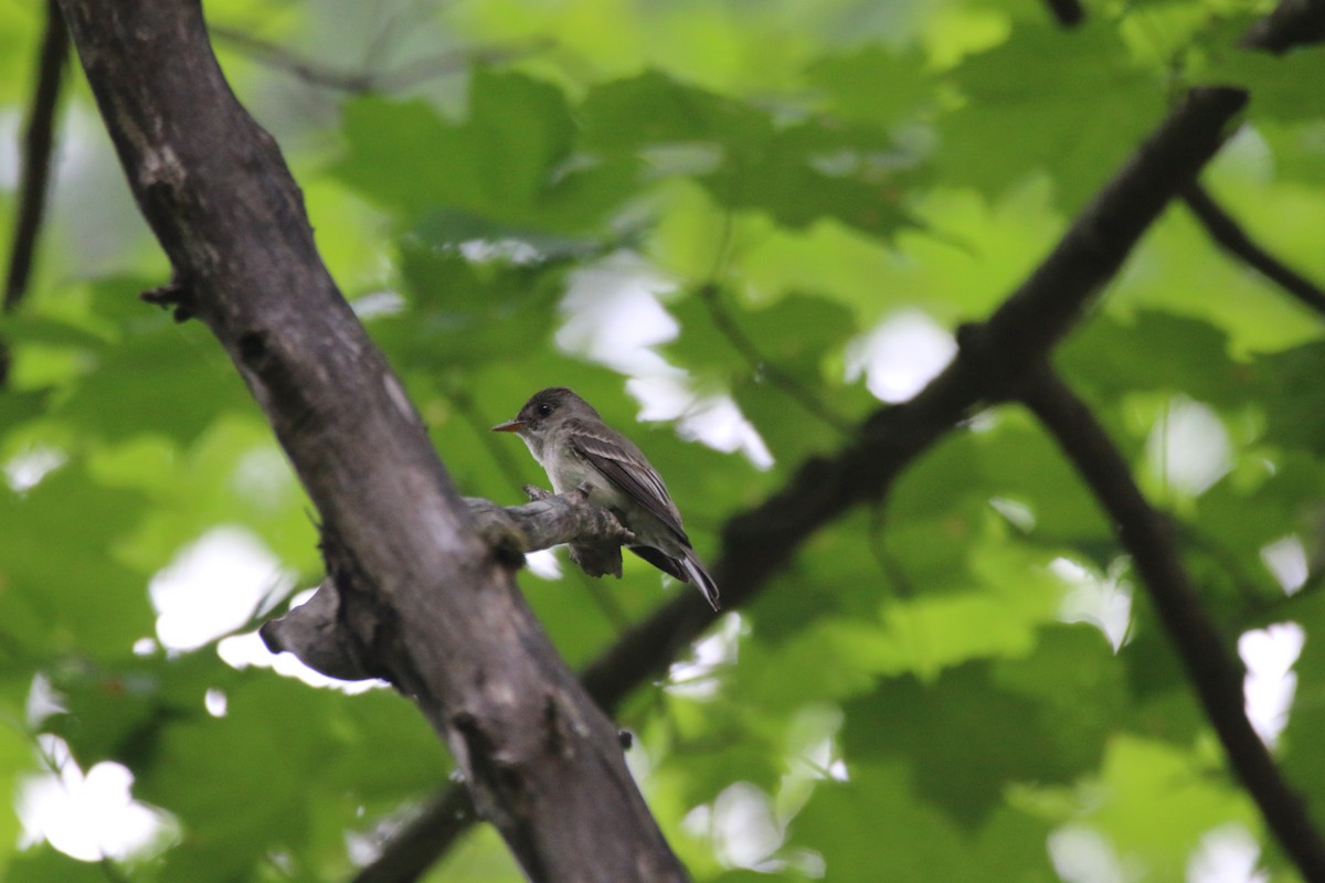 Eastern Wood-Pewee - ML638494866