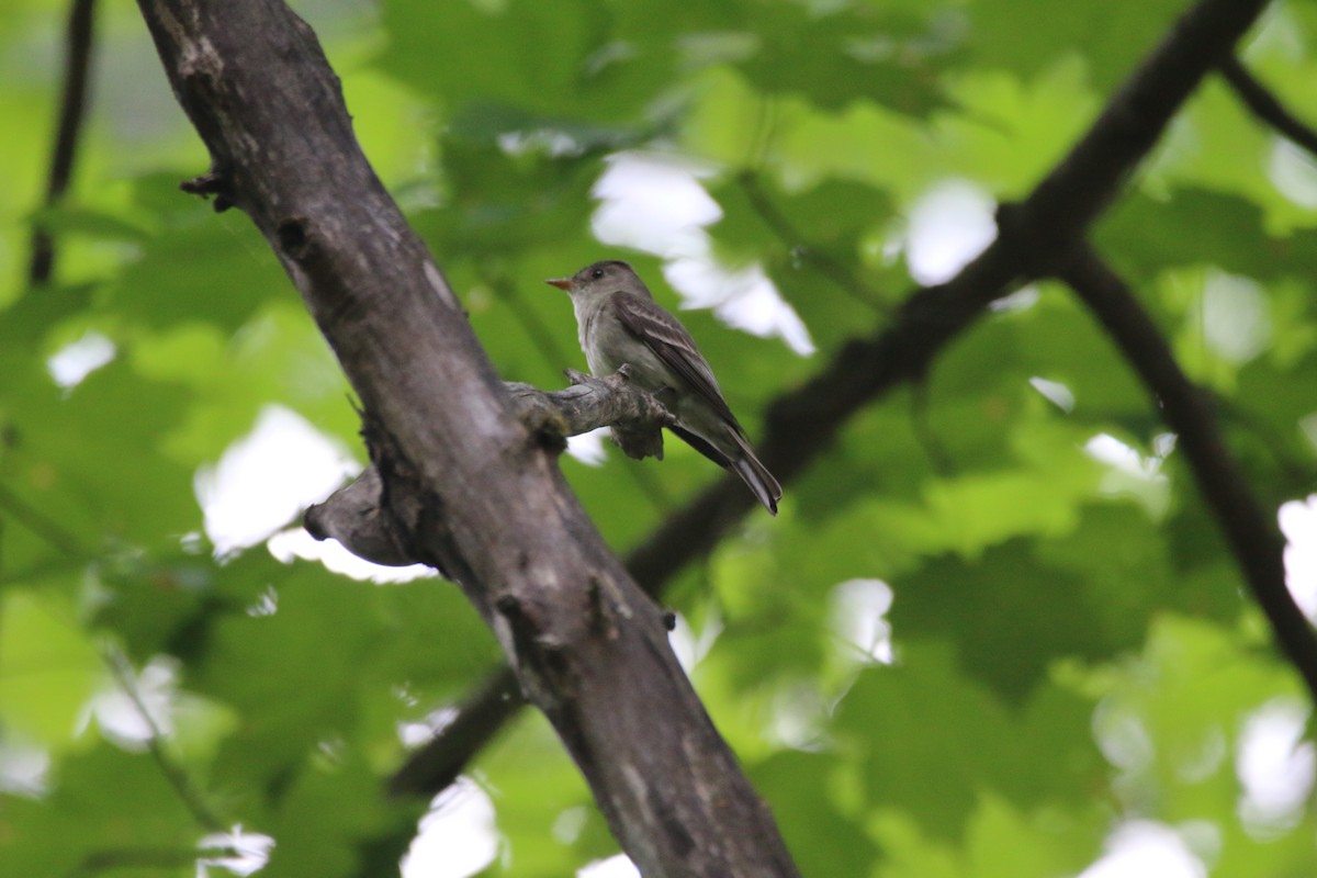 Eastern Wood-Pewee - ML638494867