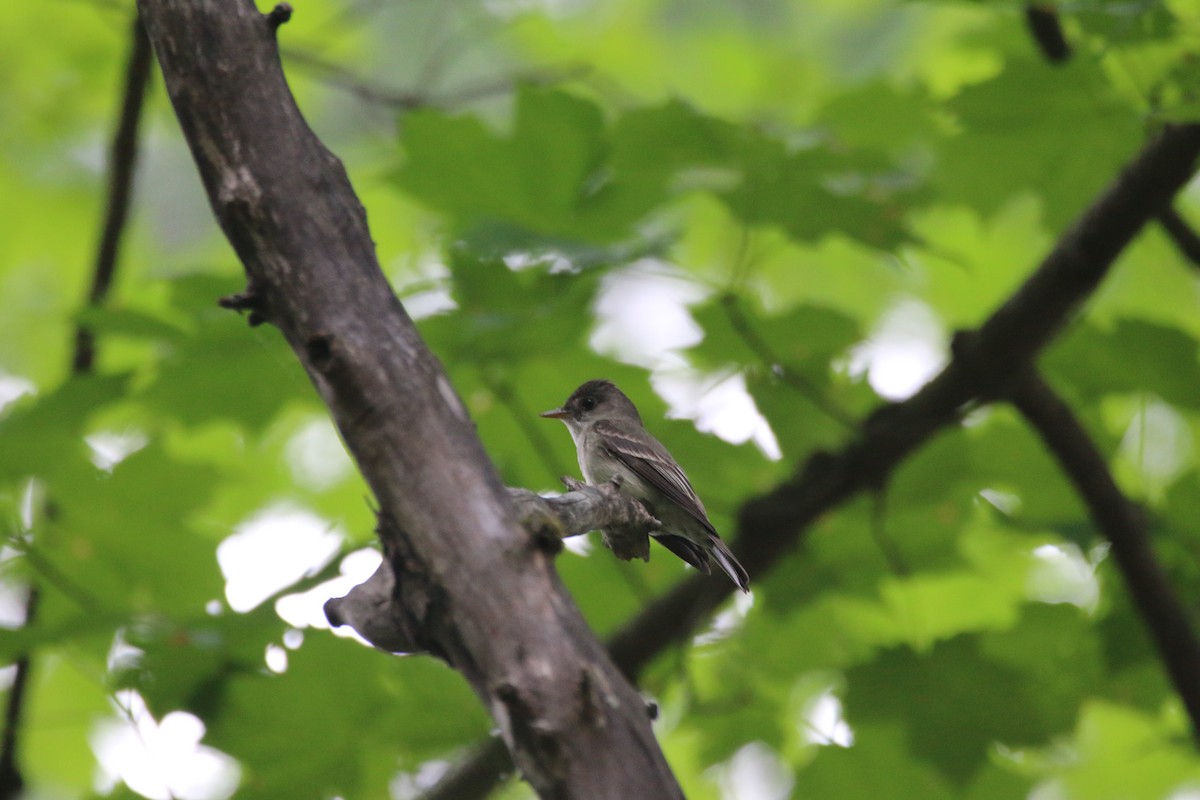Eastern Wood-Pewee - ML638494868