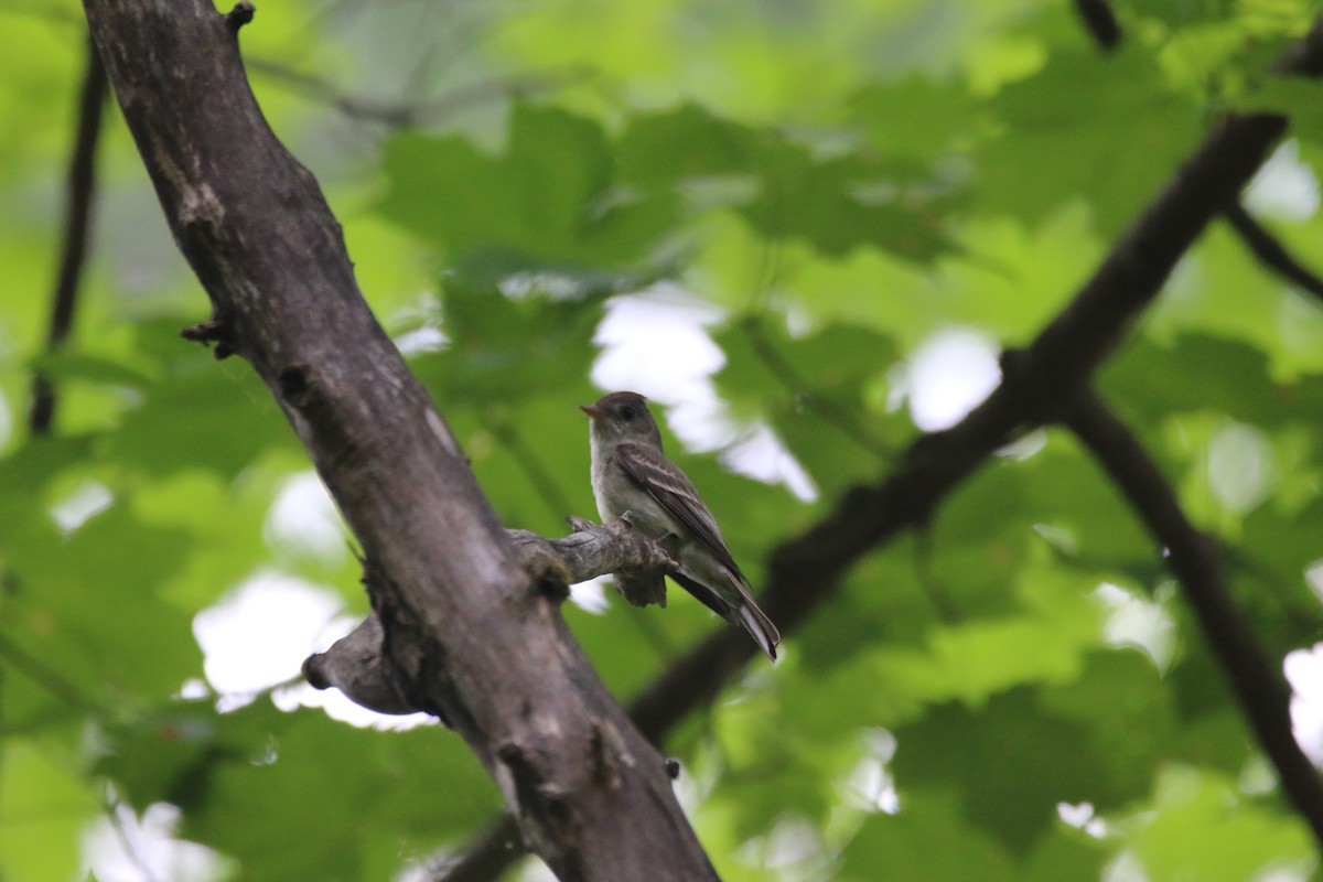 Eastern Wood-Pewee - ML638494869