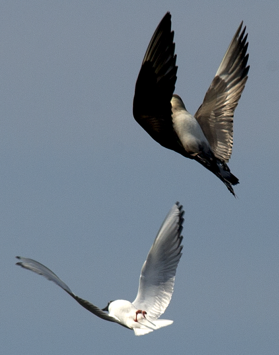 Parasitic Jaeger - ML638494911