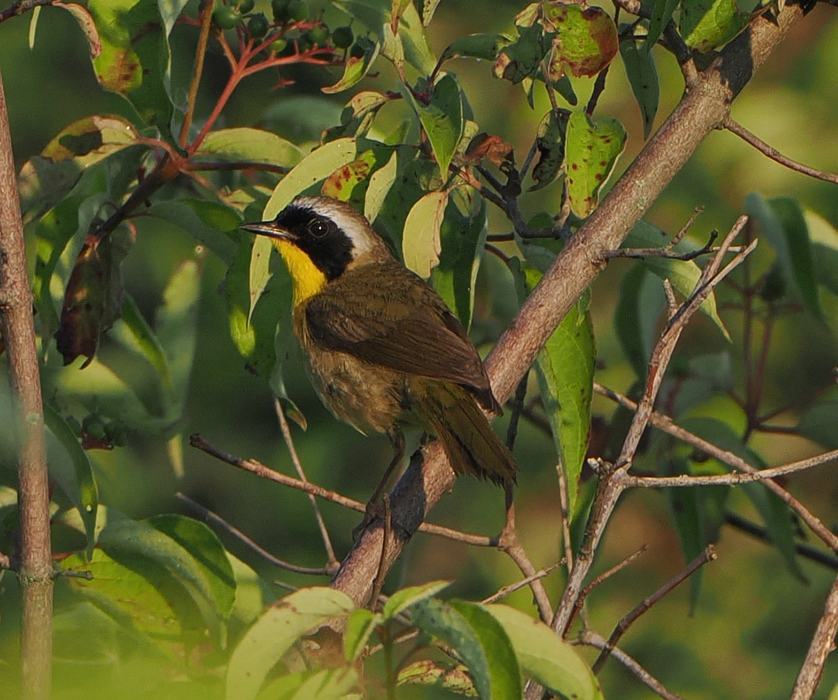 Common Yellowthroat - ML638494928