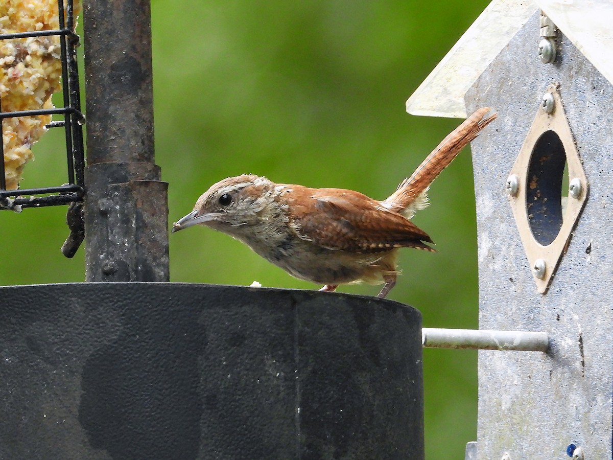 Carolina Wren - ML638494931