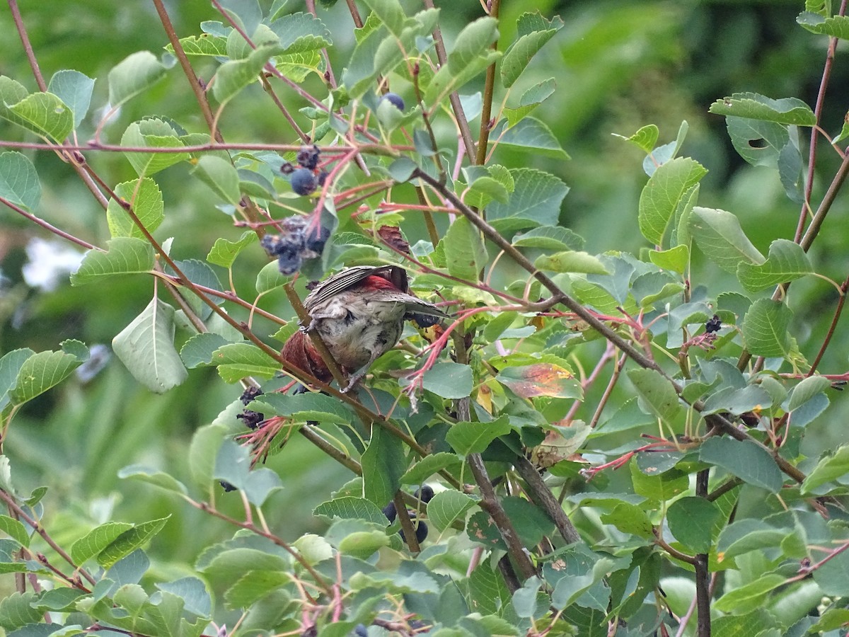 House Finch - ML638494932