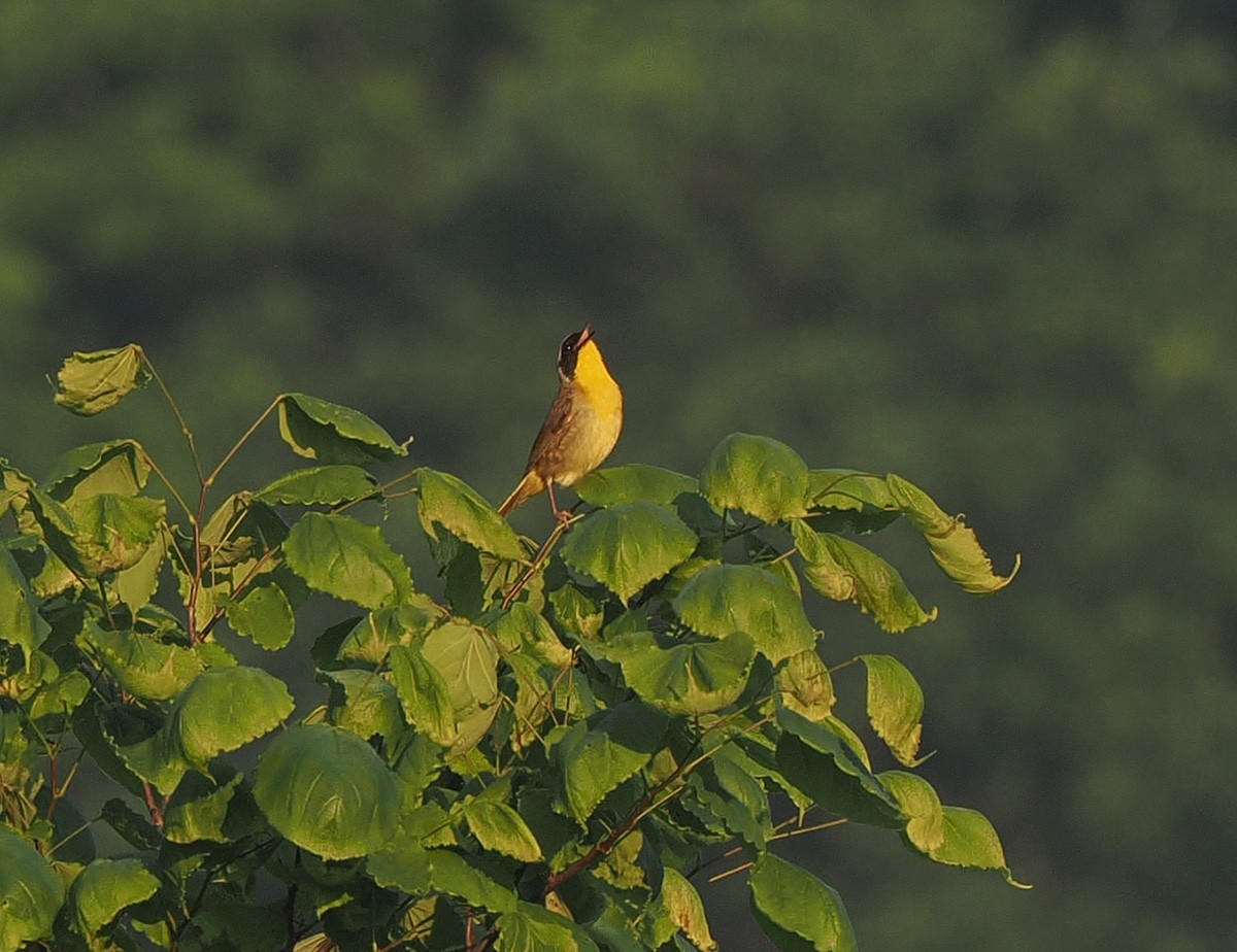 Common Yellowthroat - ML638494934