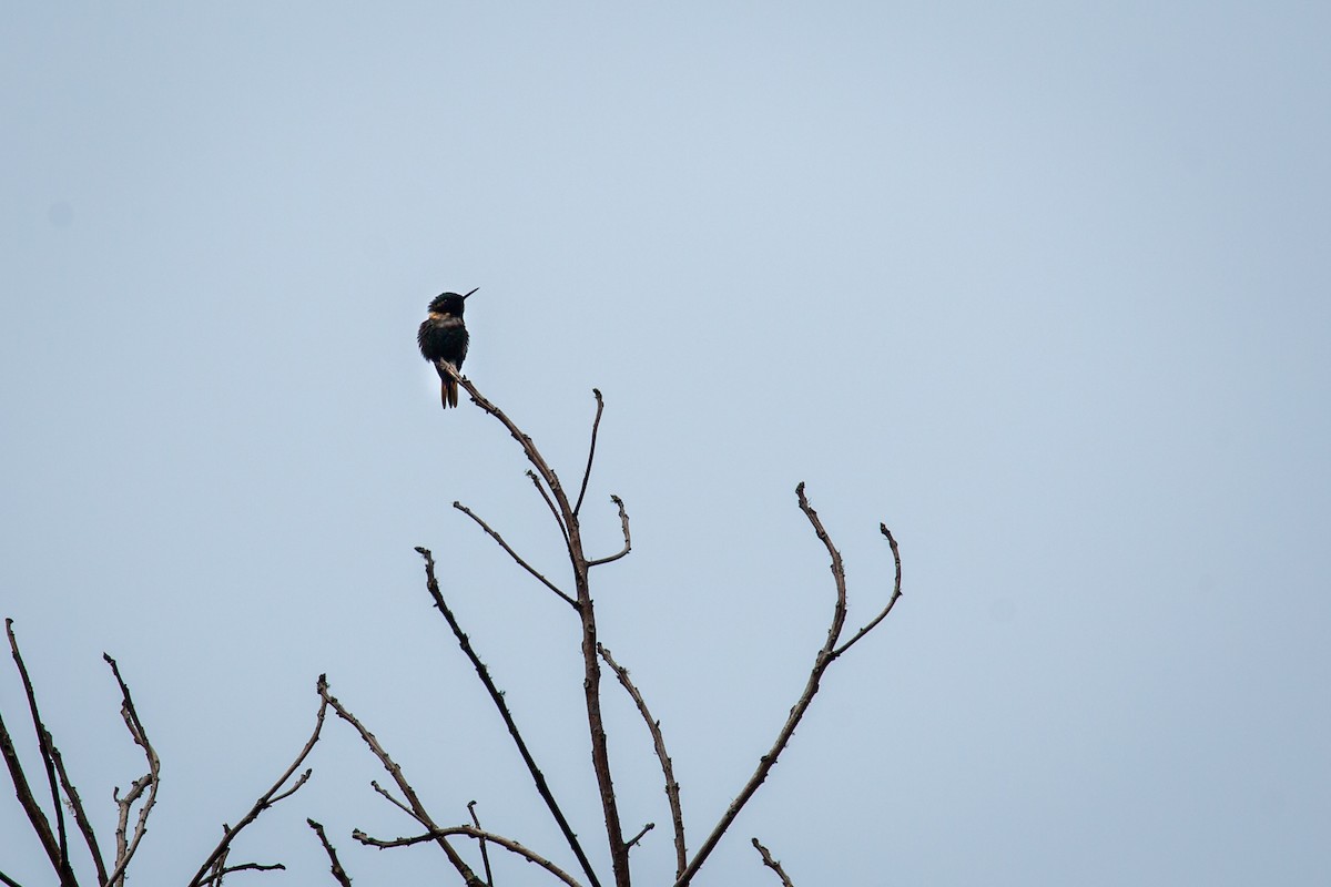 Rufous-shafted Woodstar - ML638494936