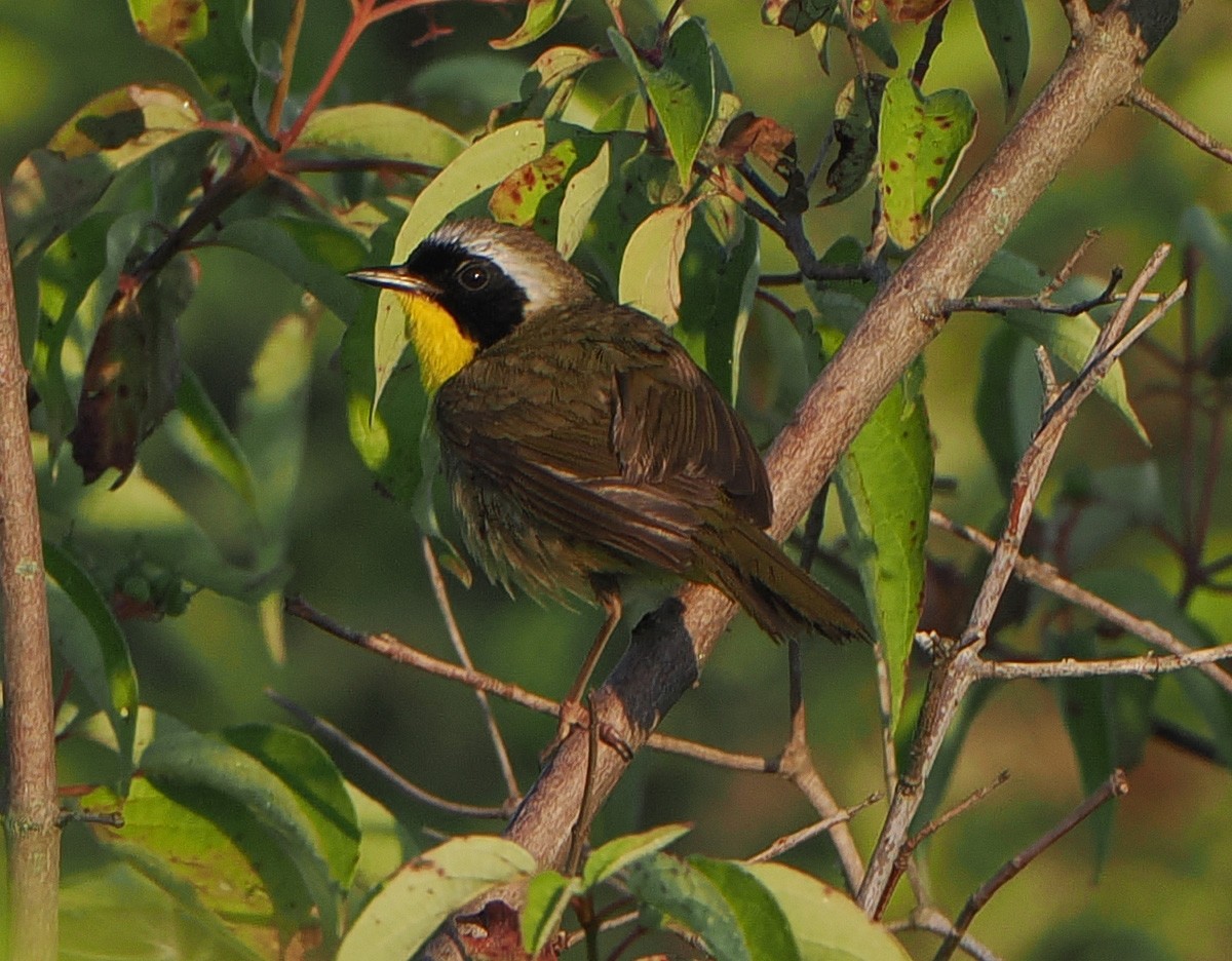 Common Yellowthroat - ML638494937