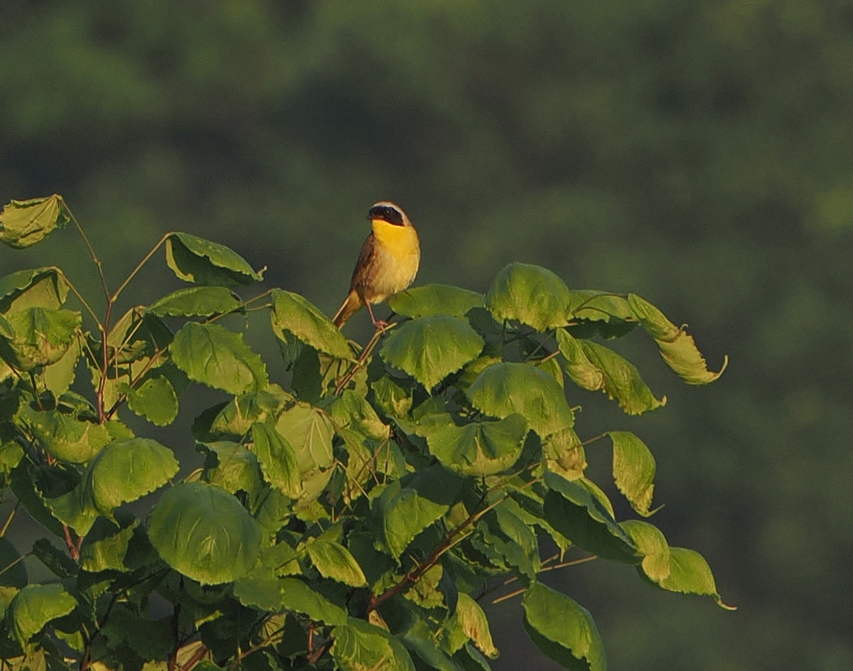 Common Yellowthroat - ML638494942