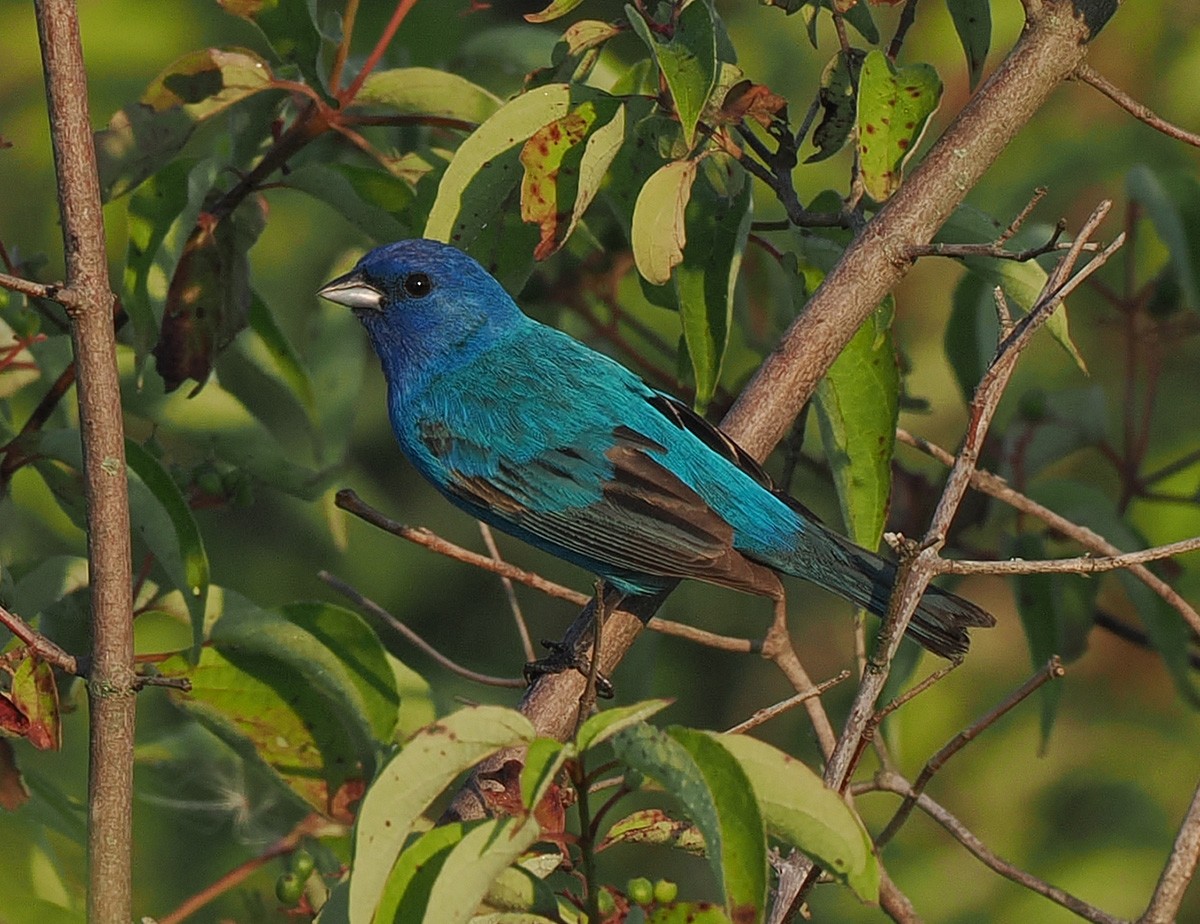 Indigo Bunting - ML638494955