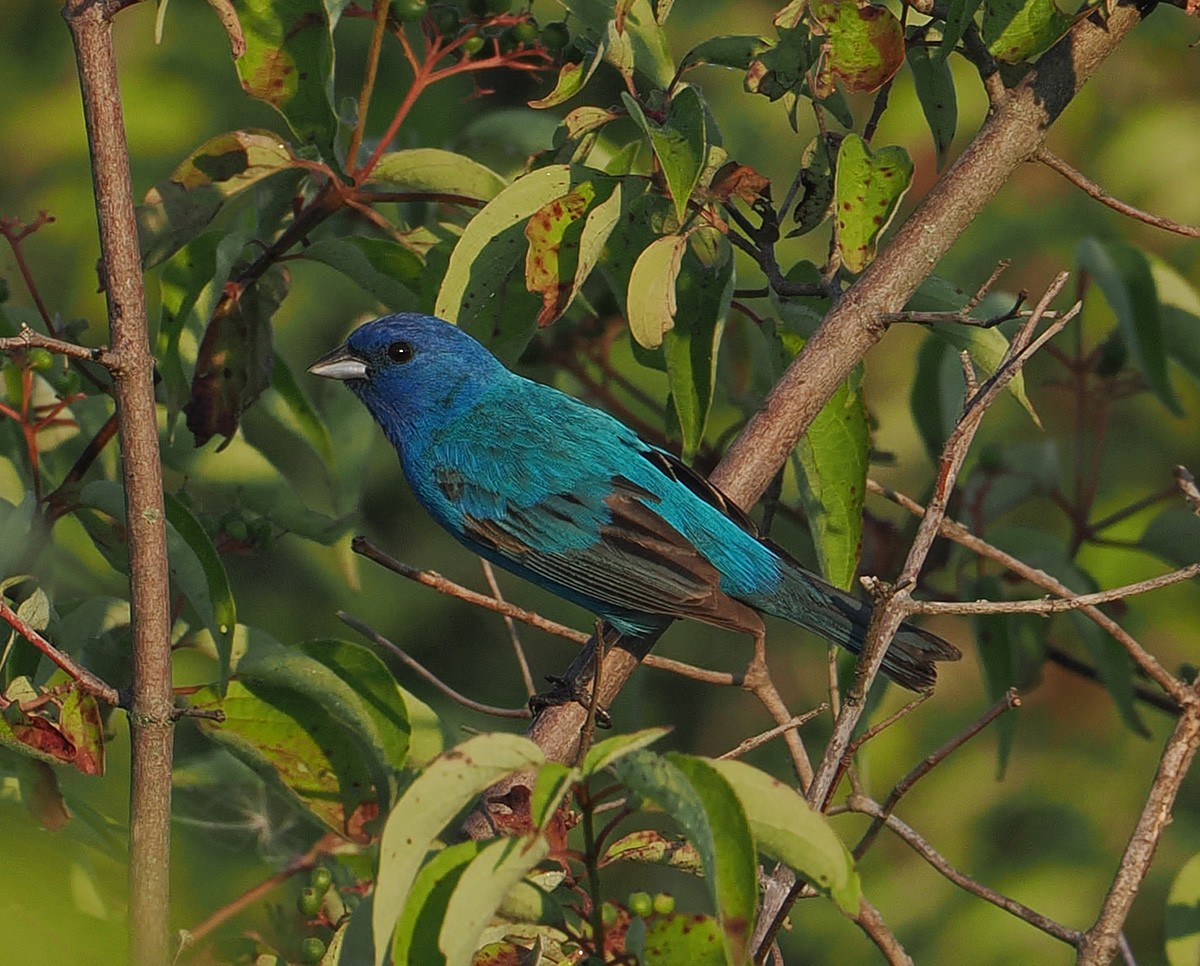 Indigo Bunting - ML638494959