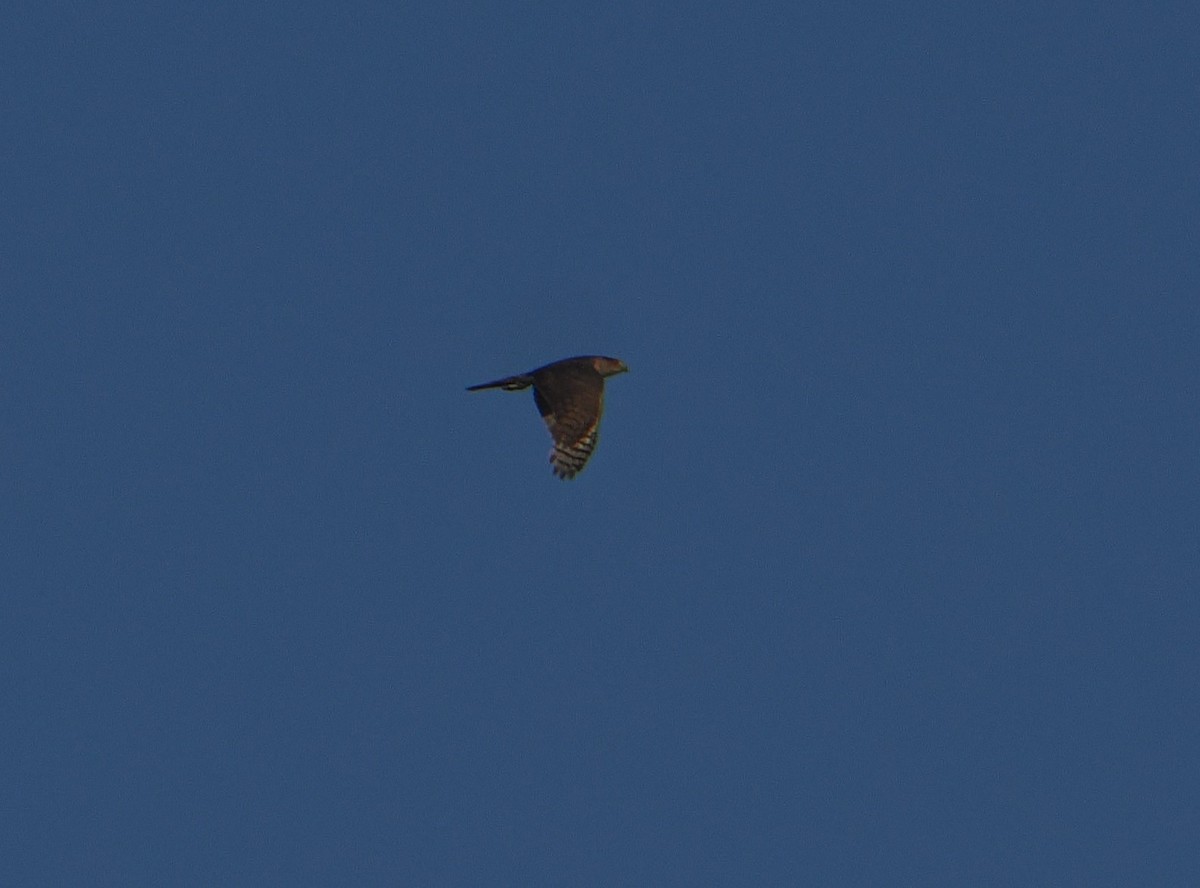 Cooper's Hawk - ML638494971