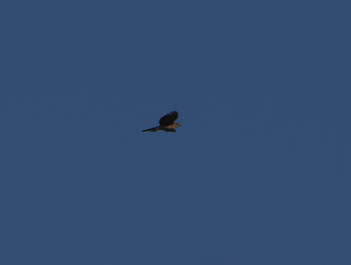 Cooper's Hawk - ML638494972