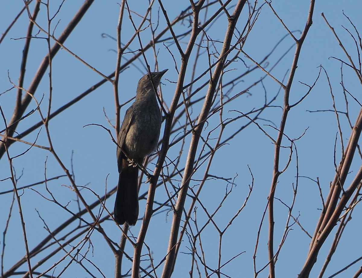 Gray Catbird - ML638494988