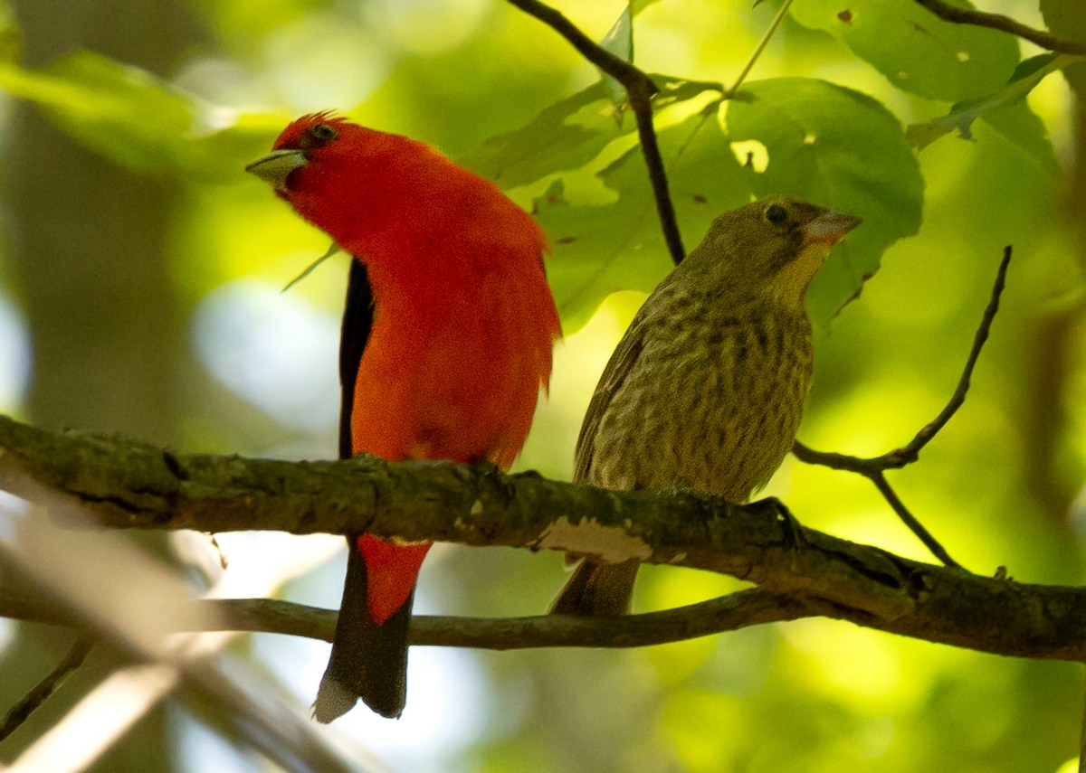 Scarlet Tanager - ML638494992