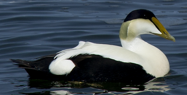 Common Eider - ML638494997