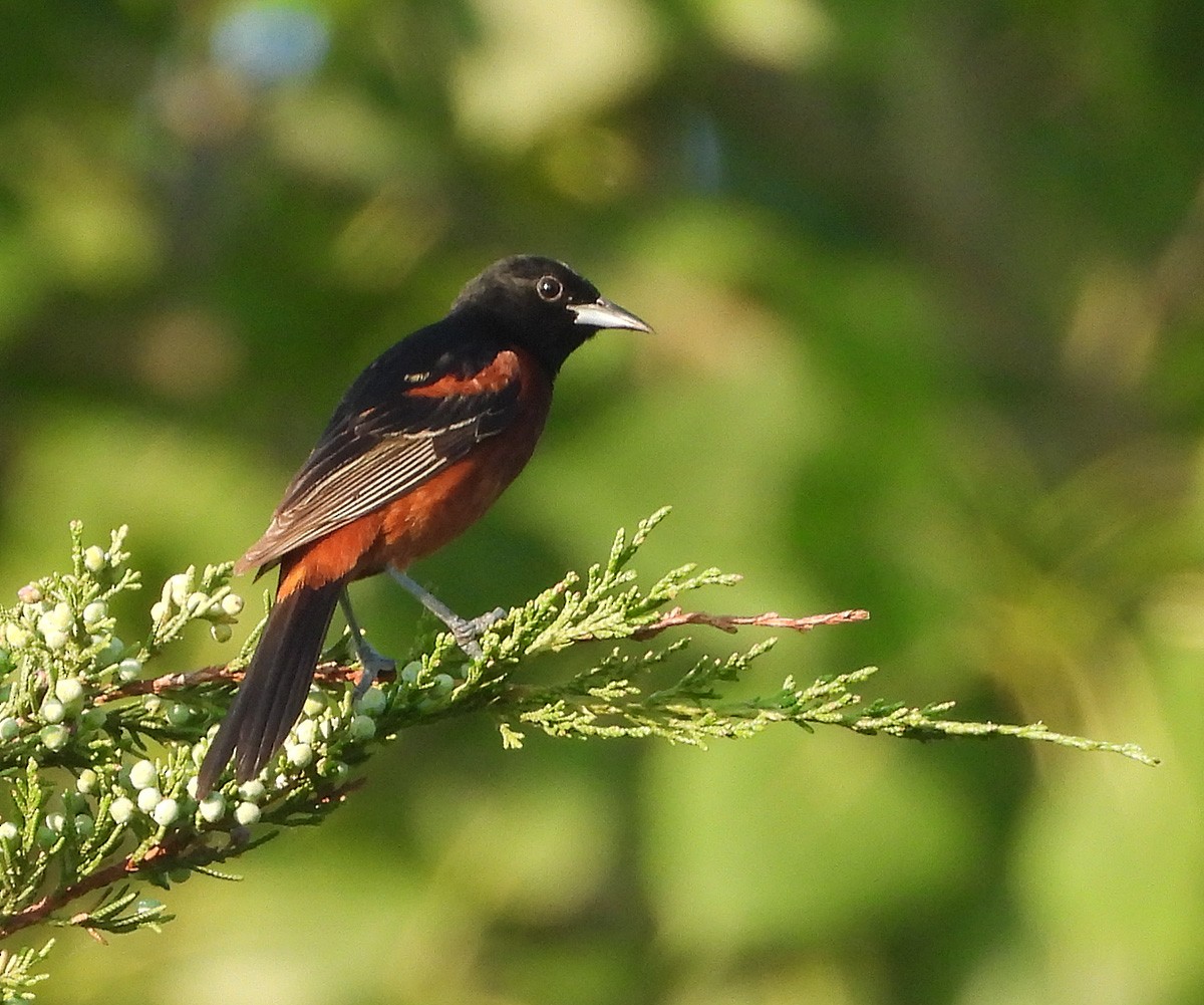 Orchard Oriole - ML638495046