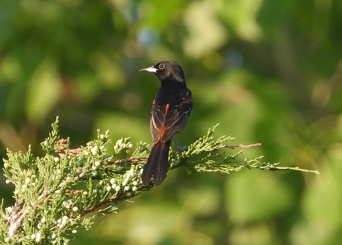 Orchard Oriole - ML638495059