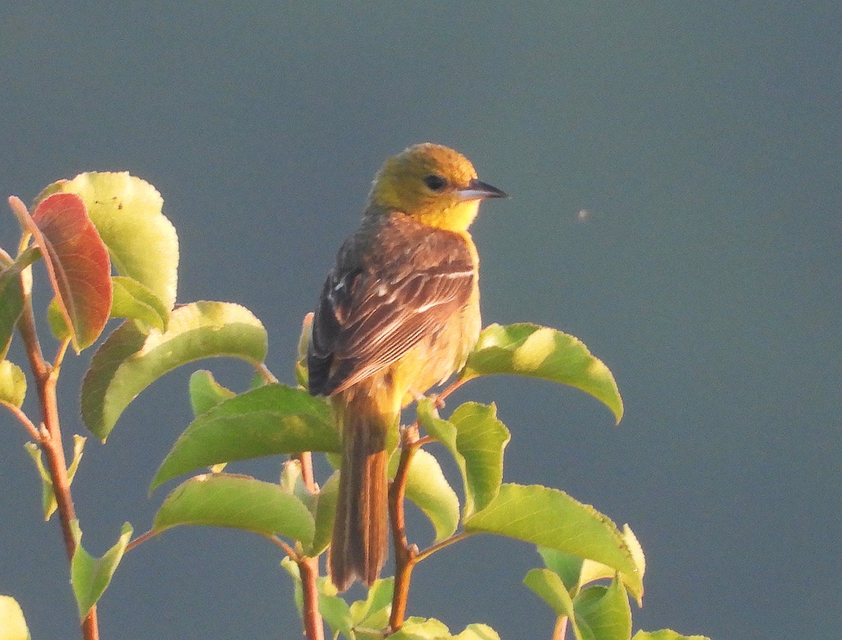 Orchard Oriole - ML638495062