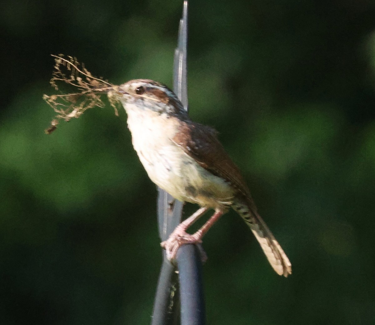 Carolina Wren - ML638495063