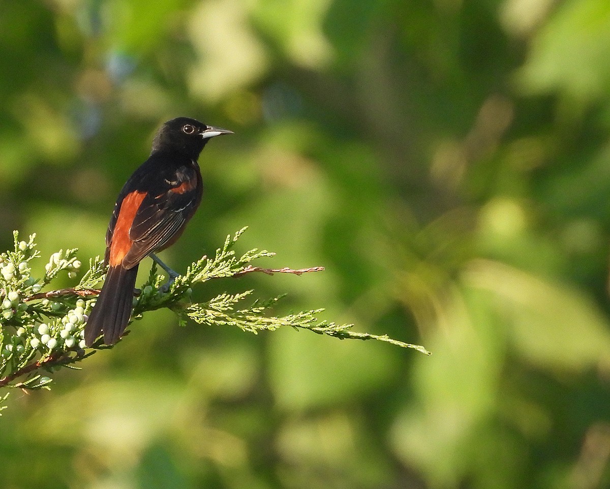 Orchard Oriole - ML638495065