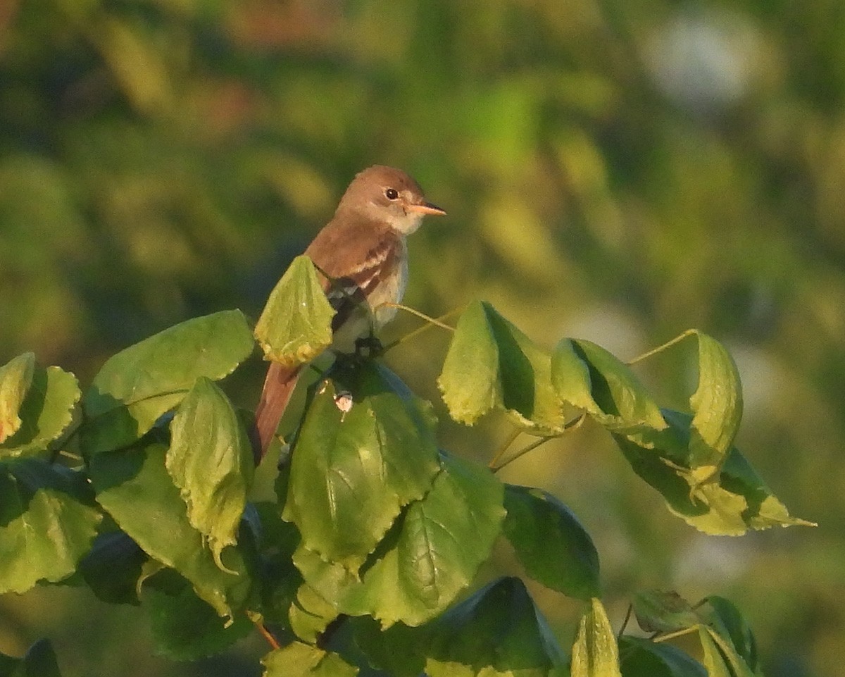 Willow Flycatcher - ML638495083