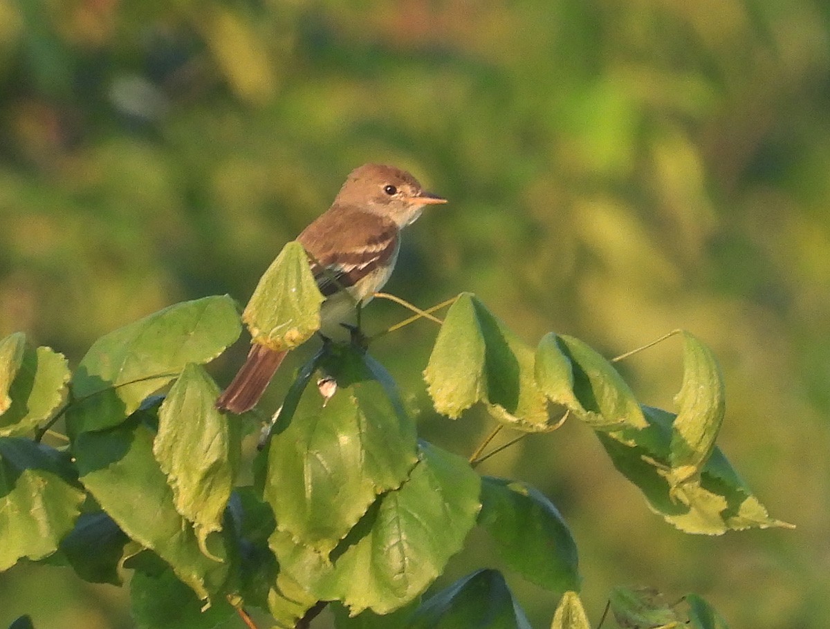 Willow Flycatcher - ML638495085