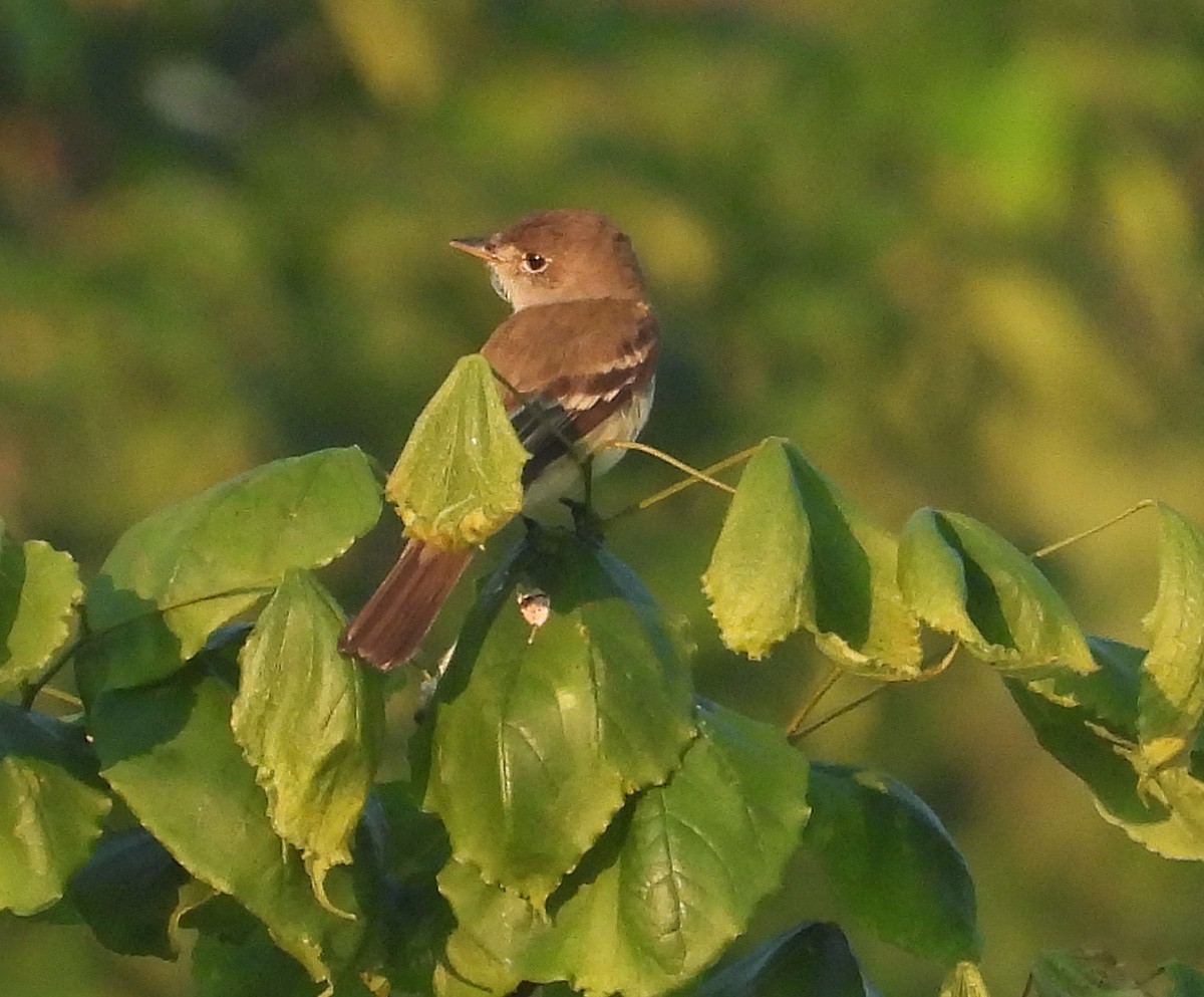 Willow Flycatcher - ML638495086