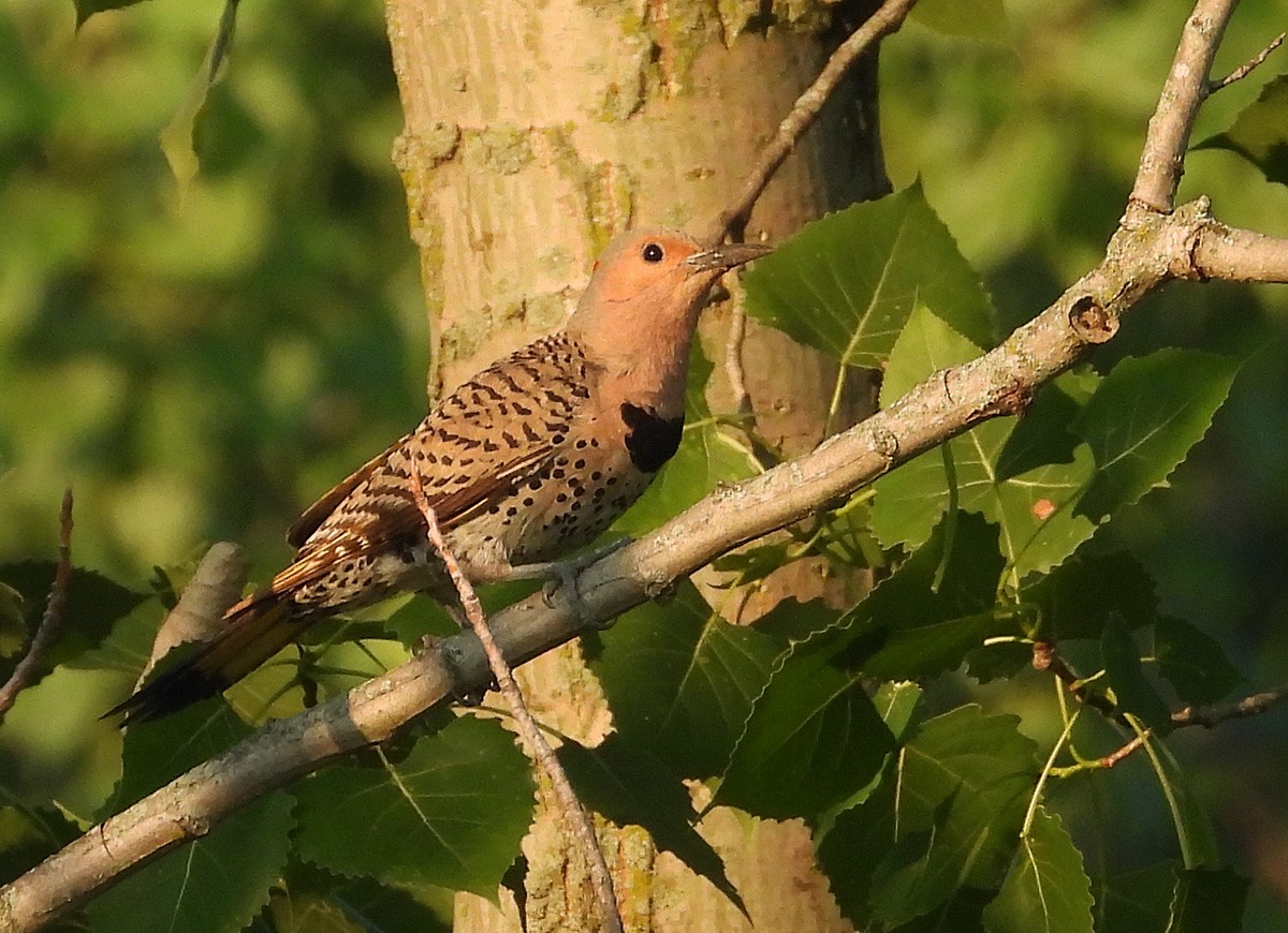 Northern Flicker - ML638495095