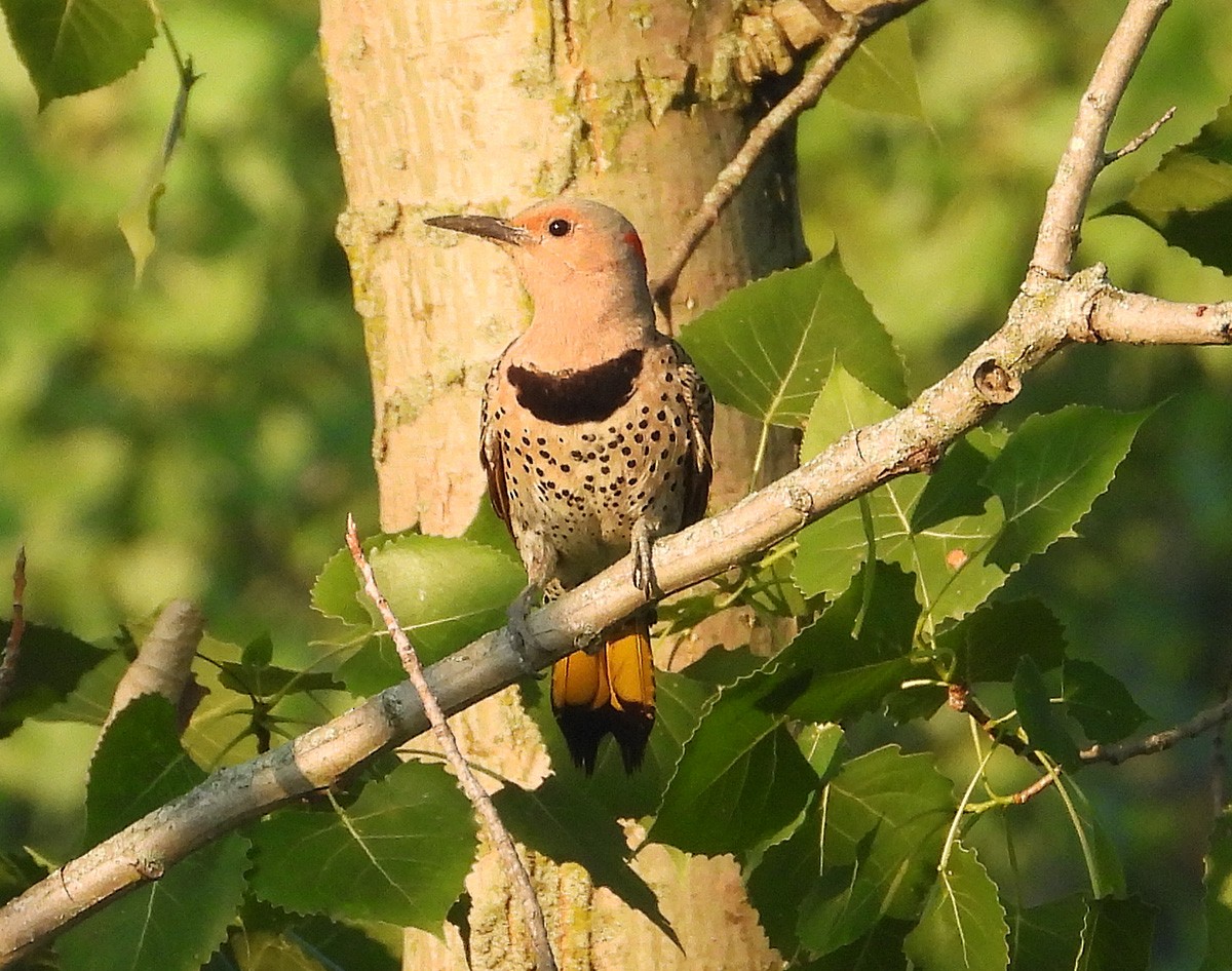 Northern Flicker - ML638495096