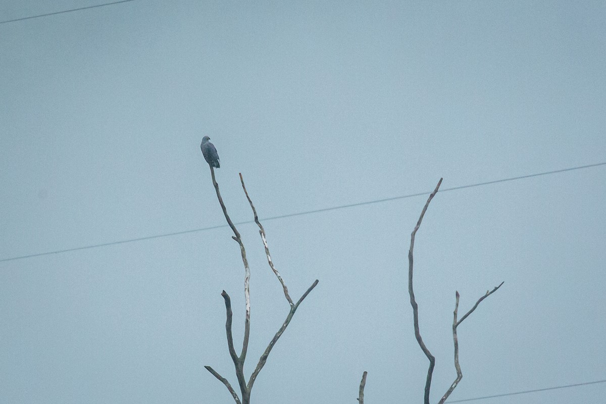 Hook-billed Kite - ML638495106