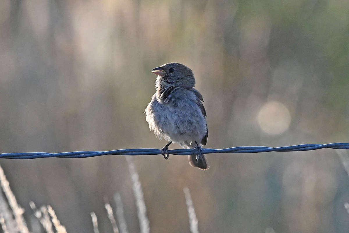Varied Bunting - ML638495109