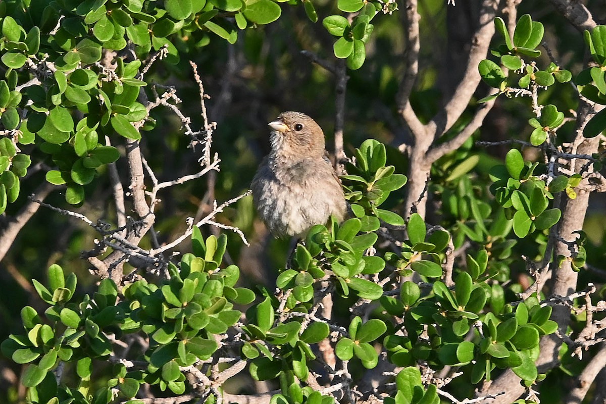 Varied Bunting - ML638495110