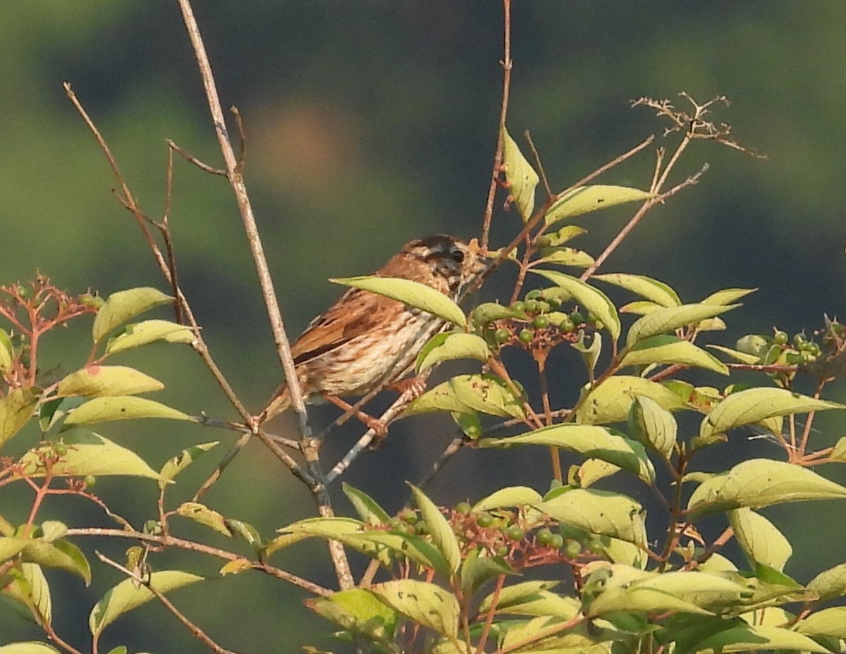Song Sparrow - ML638495119