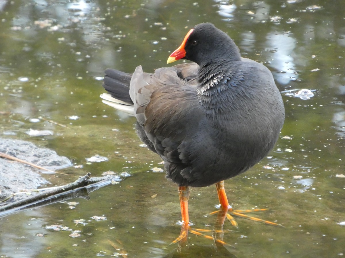 Dusky Moorhen - ML638495241
