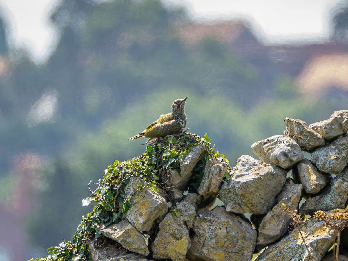 Iberian Green Woodpecker - ML638495275