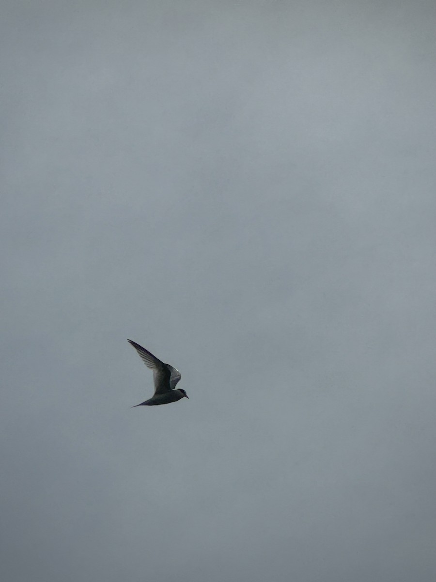 Least Tern - ML638495300