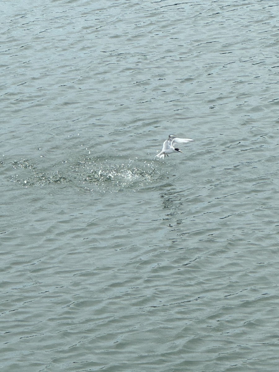 Least Tern - ML638495301