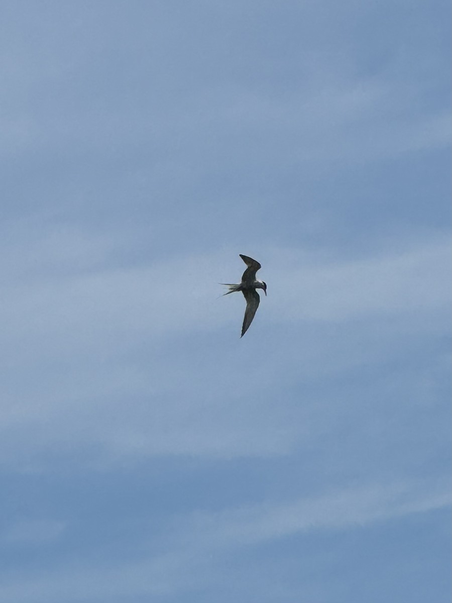 Common Tern - ML638495306