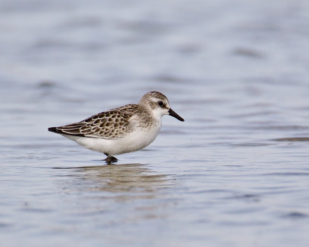 Semipalmated Sandpiper - ML638495311