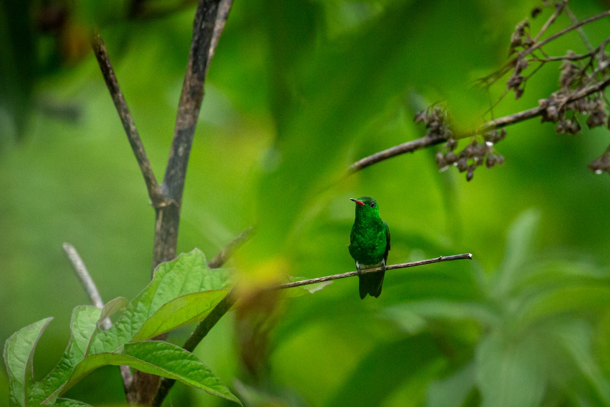 Copper-rumped Hummingbird - ML638495323