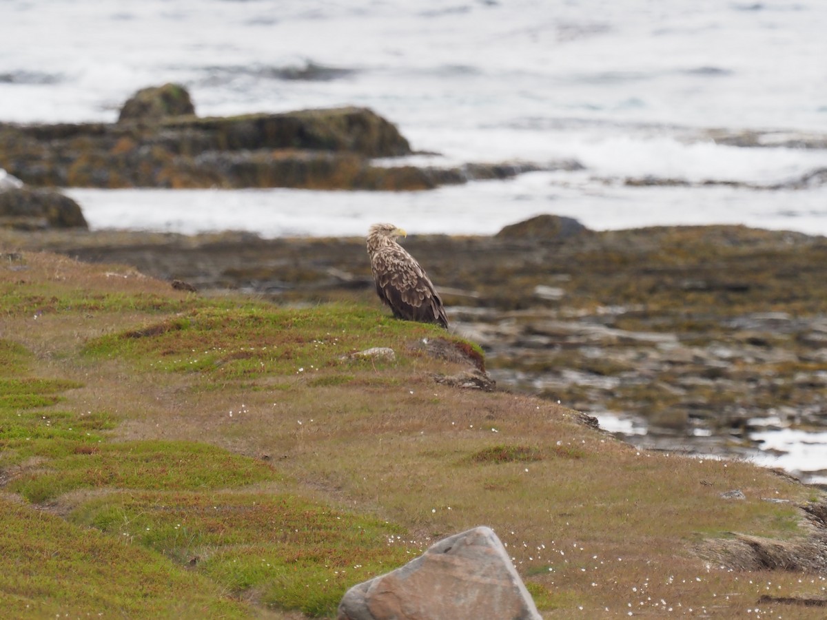 White-tailed Eagle - ML638495333