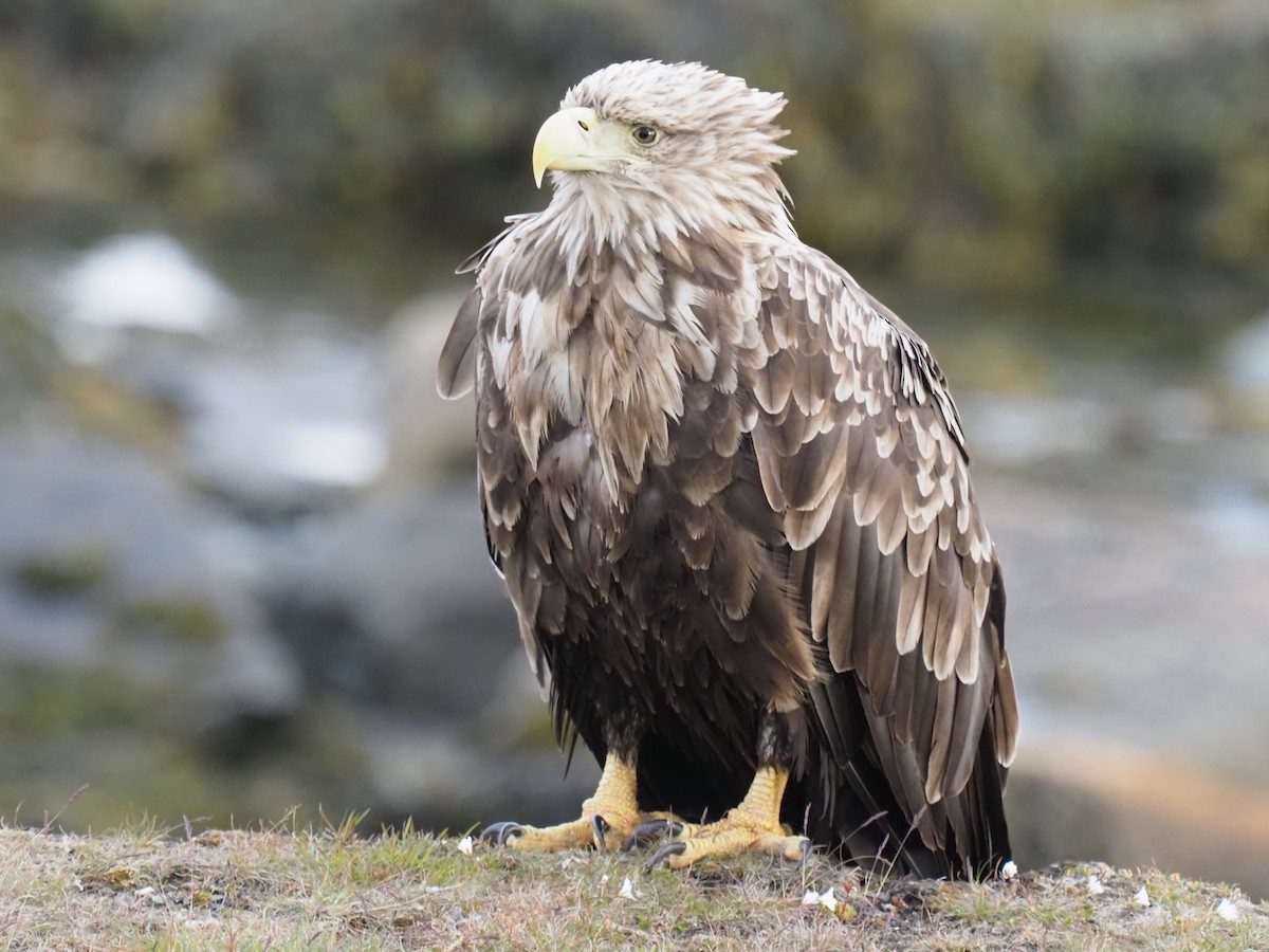 White-tailed Eagle - ML638495334