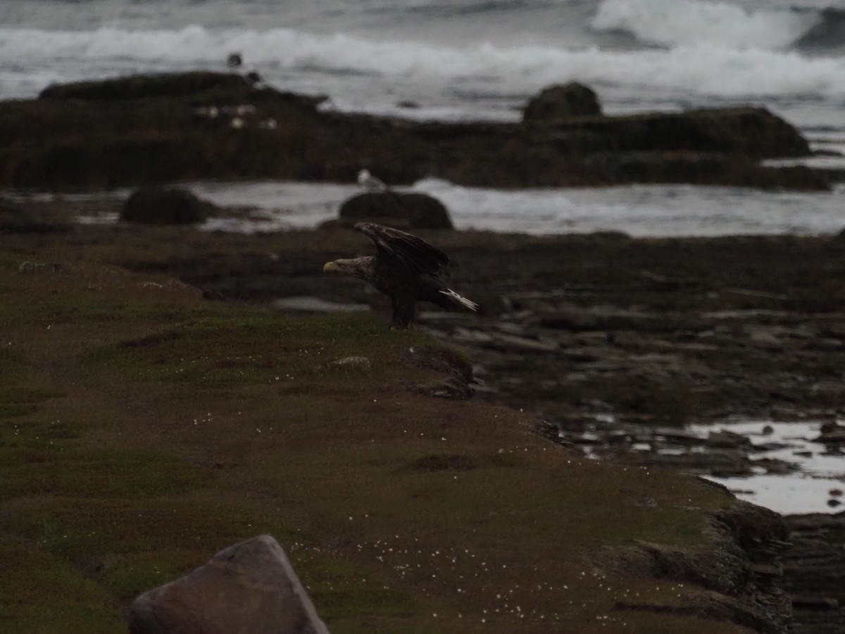 White-tailed Eagle - ML638495335