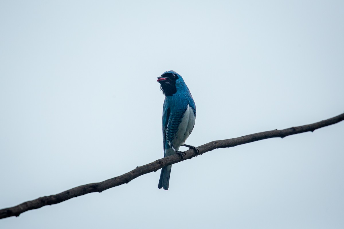 Swallow Tanager - ML638495364