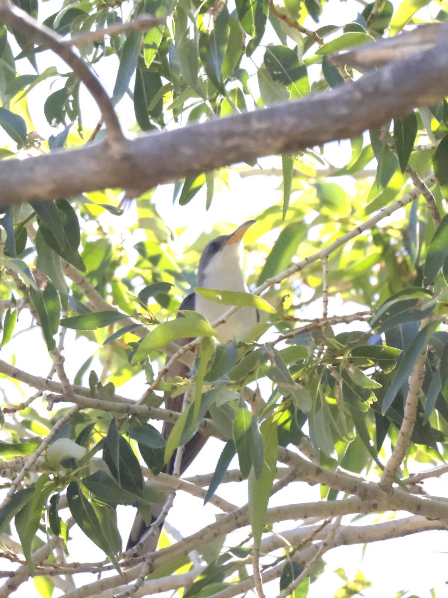 Yellow-billed Cuckoo - ML638495386