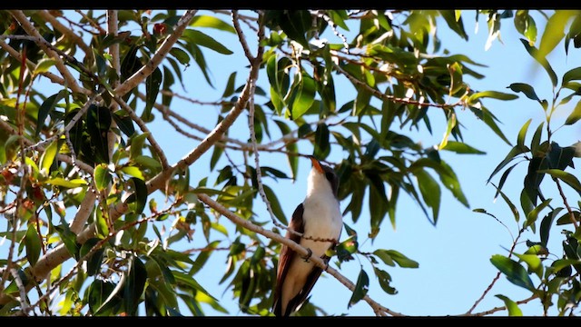 Yellow-billed Cuckoo - ML638495390