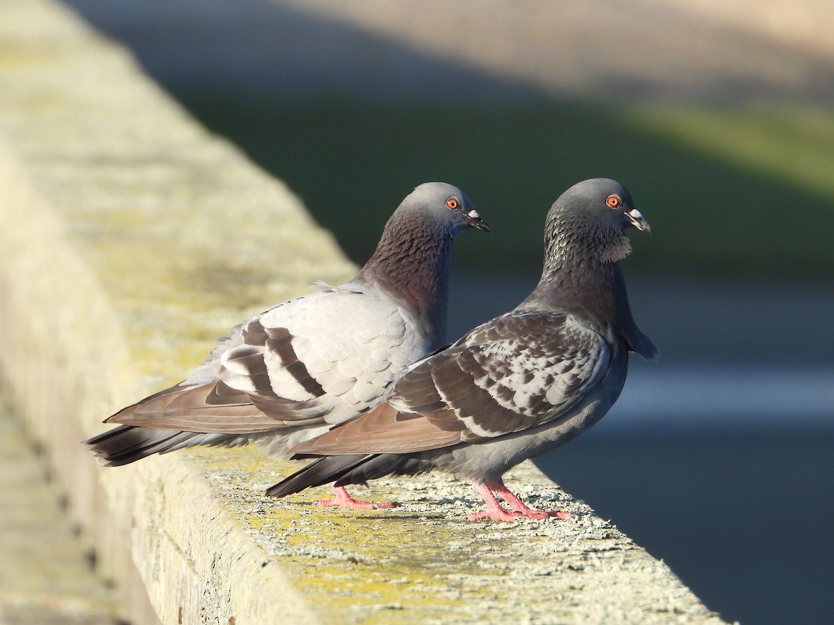 Rock Pigeon (Feral Pigeon) - ML638495417